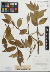 Foto von Salix pentandra L.